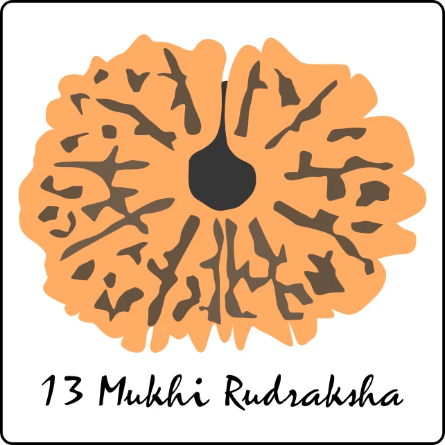 depiction of 13 mukhi rudraksha benefits vedic astrology