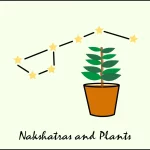 depiction of nakshatras constellations and plants