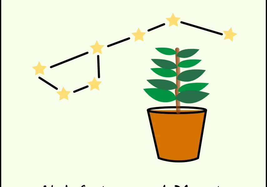 depiction of nakshatras constellations and plants